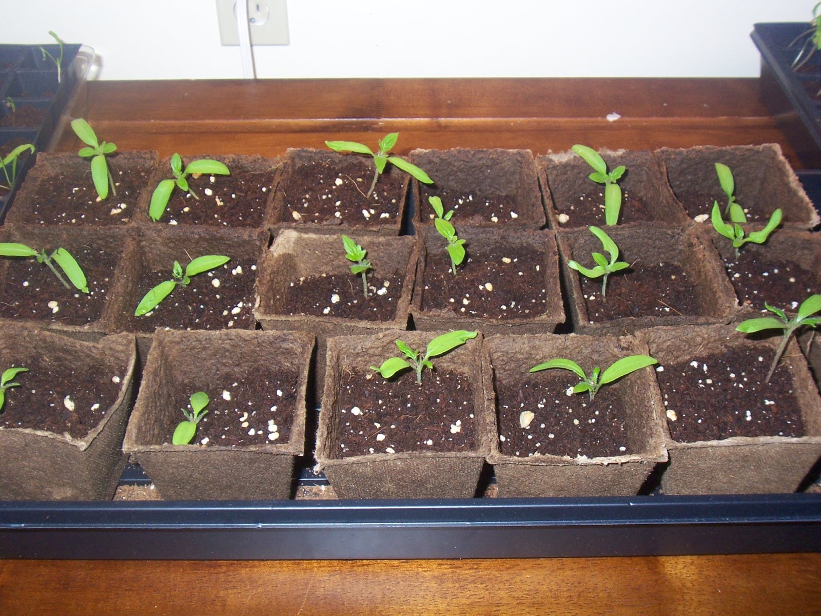 transplant seedlings